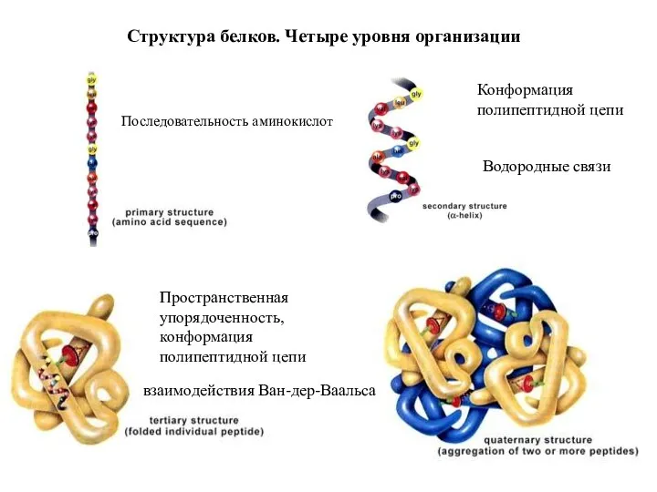 Структура белков. Четыре уровня организации Последовательность аминокислот Конформация полипептидной цепи Водородные