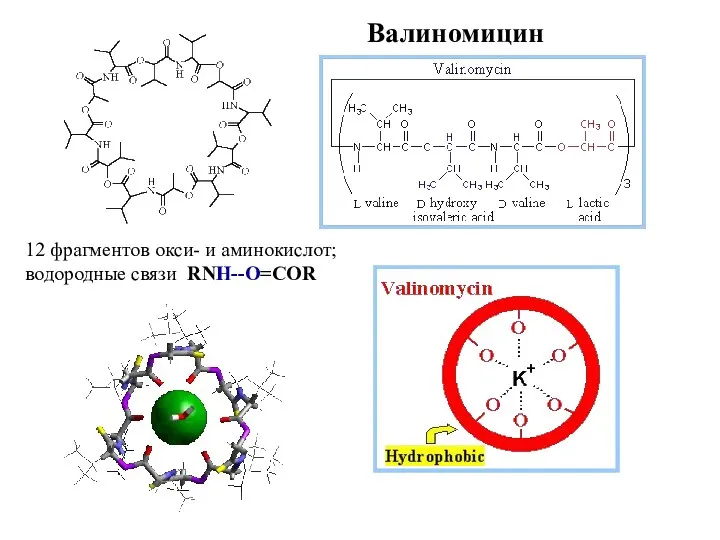 Валиномицин 12 фрагментов окси- и аминокислот; водородные связи RNH--O=COR