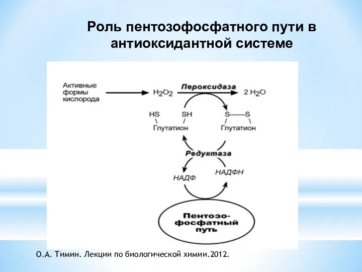 Роль пентозофосфатного пути в антиоксидантной системе О.А. Тимин. Лекции по биологической химии.2012.