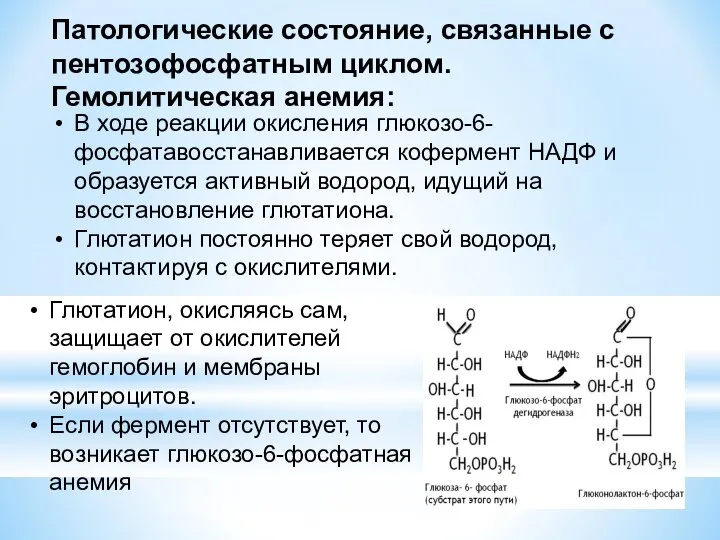 Патологические состояние, связанные с пентозофосфатным циклом. Гемолитическая анемия: В ходе реакции