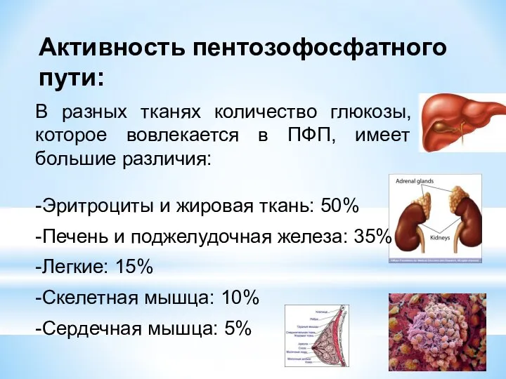 Активность пентозофосфатного пути: В разных тканях количество глюкозы, которое вовлекается в