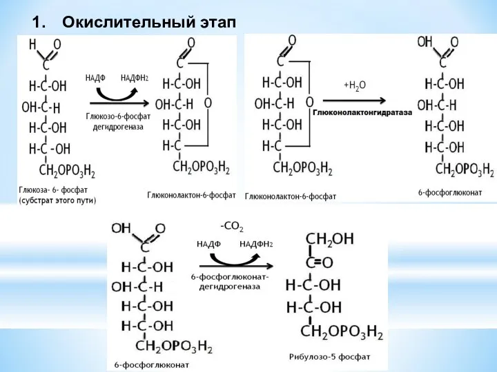 Окислительный этап