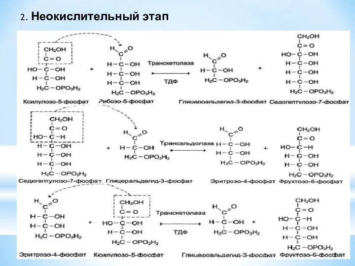 2. Неокислительный этап