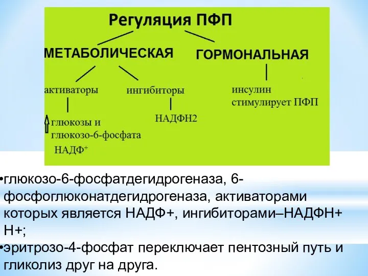 глюкозо-6-фосфатдегидрогеназа, 6-фосфоглюконатдегидрогеназа, активаторами которых является НАДФ+, ингибиторами–НАДФН+ Н+; эритрозо-4-фосфат переключает пентозный