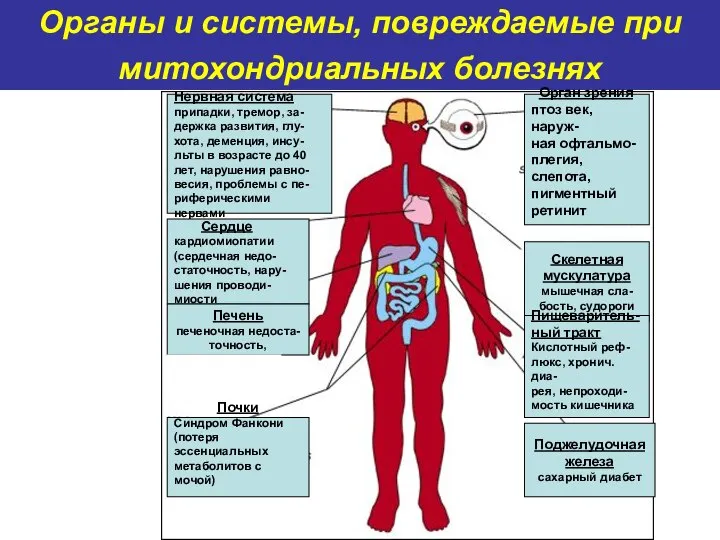 Органы и системы, повреждаемые при митохондриальных болезнях Нервная система припадки, тремор,