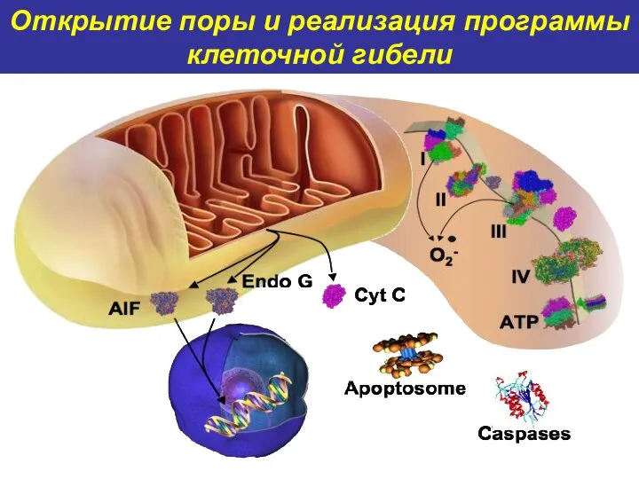 Открытие поры и реализация программы клеточной гибели