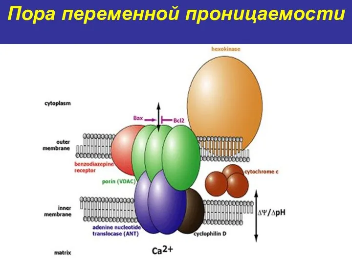 Пора переменной проницаемости