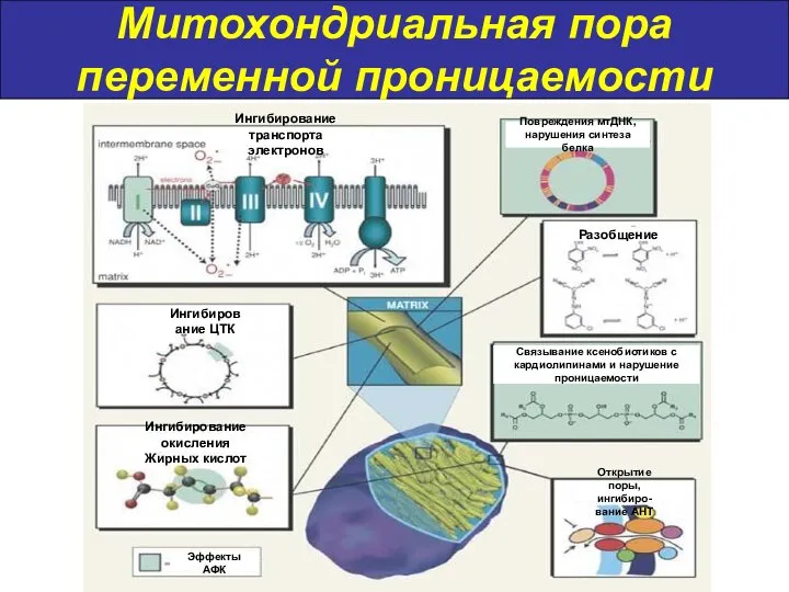 Митохондриальная пора переменной проницаемости Ингибирование транспорта электронов Ингибирование ЦТК Ингибирование окисления