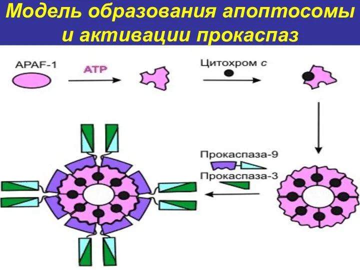 Модель образования апоптосомы и активации прокаспаз