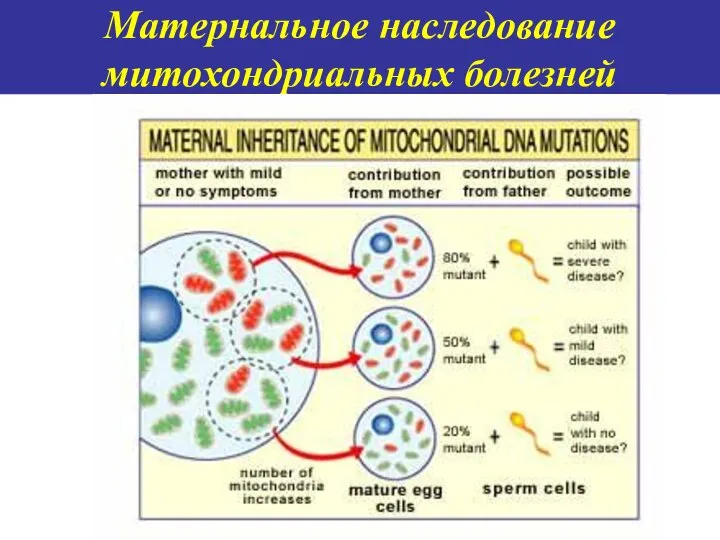 Матернальное наследование митохондриальных болезней