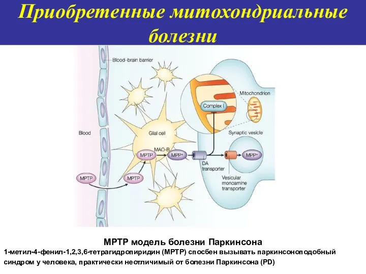 Приобретенные митохондриальные болезни MPTP модель болезни Паркинсона 1-метил-4-фенил-1,2,3,6-тетрагидропиридин (MPTP) спосбен вызывать