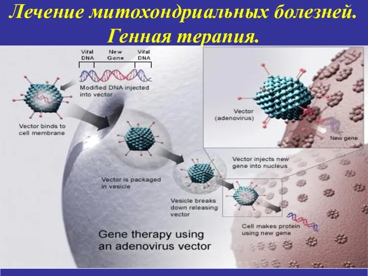 Лечение митохондриальных болезней. Генная терапия.