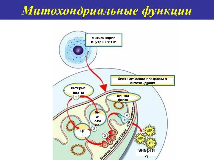 Митохондриальные функции митохондрии внутри клетки биохимические процессы в митохондриях интермедиаты ЦТК бета- окисл. синтез белка энергия