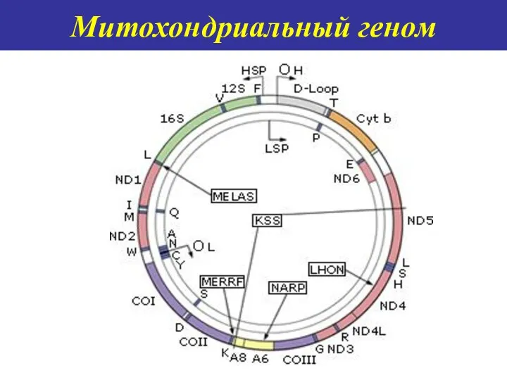 Митохондриальный геном