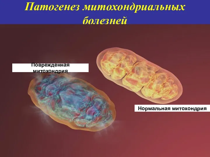 Патогенез митохондриальных болезней Поврежденная митохондрия Нормальная митохондрия