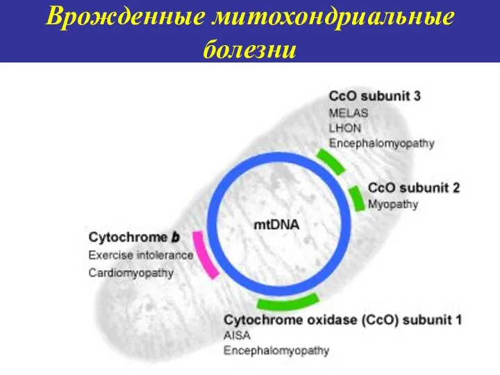 Врожденные митохондриальные болезни