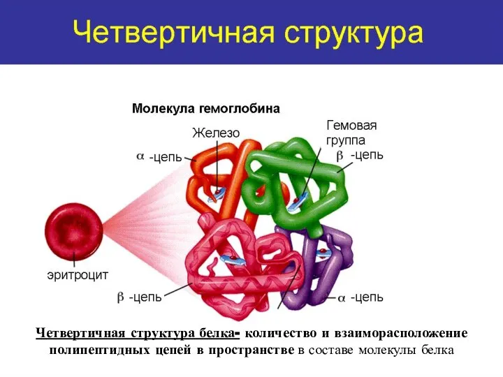Четвертичная структура белка- количество и взаиморасположение полипептидных цепей в пространстве в составе молекулы белка