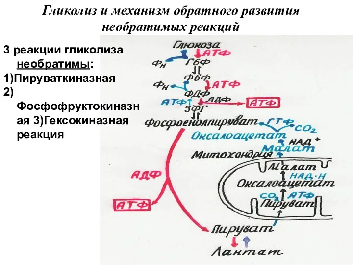 Гликолиз и механизм обратного развития необратимых реакций 3 реакции гликолиза необратимы: 1)Пируваткиназная 2) Фосфофруктокиназная 3)Гексокиназная реакция