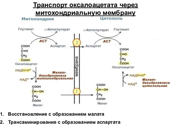 Транспорт оксалоацетата через митохондриальную мембрану Восстановление с образованием малата Трансаминирование с образованием аспартата