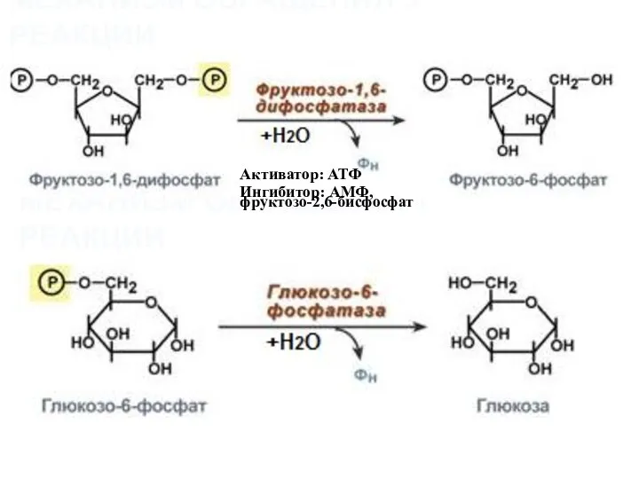 МЕХАНИЗМ ОБРАЩЕНИЯ 3 РЕАКЦИИ МЕХАНИЗМ ОБРАЩЕНИЯ 1 РЕАКЦИИ Активатор: АТФ Ингибитор: АМФ, фруктозо-2,6-бисфосфат