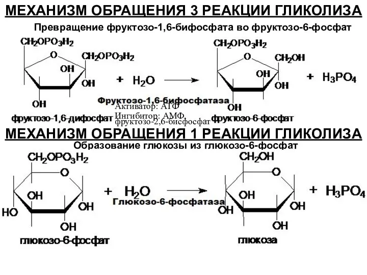 МЕХАНИЗМ ОБРАЩЕНИЯ 3 РЕАКЦИИ ГЛИКОЛИЗА Превращение фруктозо-1,6-бифосфата во фруктозо-6-фосфат МЕХАНИЗМ ОБРАЩЕНИЯ