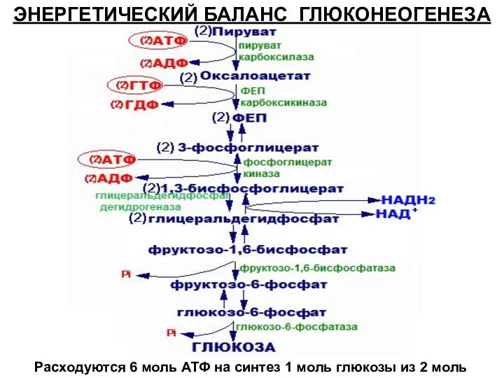 ЭНЕРГЕТИЧЕСКИЙ БАЛАНС ГЛЮКОНЕОГЕНЕЗА Расходуются 6 моль АТФ на синтез 1 моль глюкозы из 2 моль ПВК