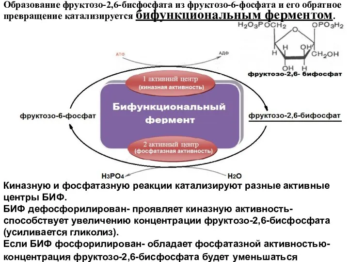 Киназную и фосфатазную реакции катализируют разные активные центры БИФ. БИФ дефосфорилирован-