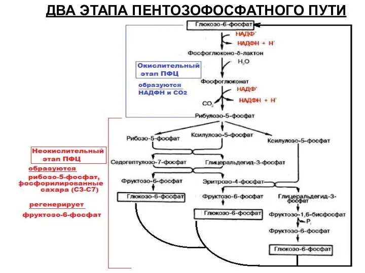 ДВА ЭТАПА ПЕНТОЗОФОСФАТНОГО ПУТИ