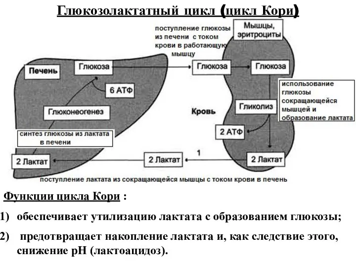 Глюкозолактатный цикл (цикл Кори) Функции цикла Кори : обеспечивает утилизацию лактата