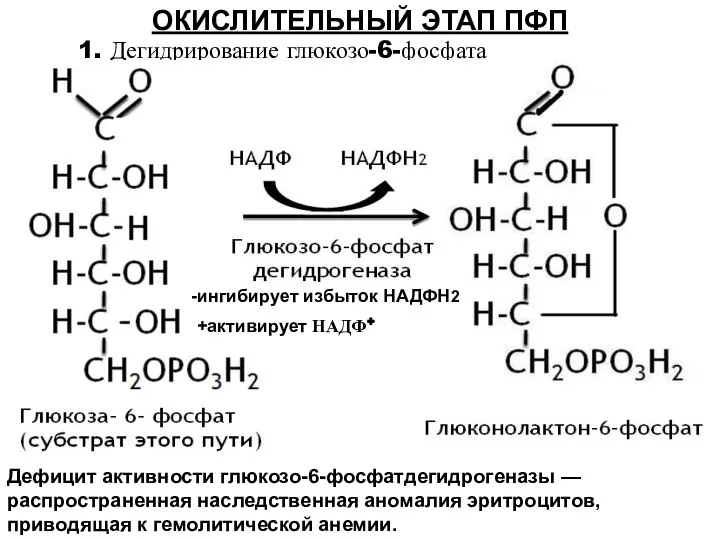 1. Дегидрирование глюкозо-6-фосфата ОКИСЛИТЕЛЬНЫЙ ЭТАП ПФП Дефицит активности глюкозо-6-фосфатдегидрогеназы —распространенная наследственная