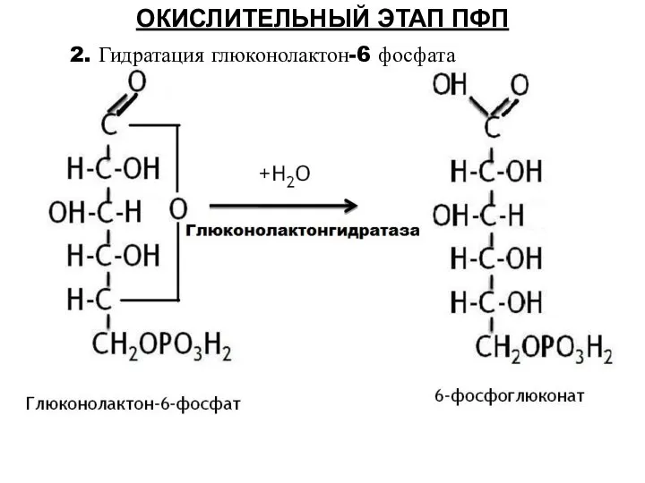 ОКИСЛИТЕЛЬНЫЙ ЭТАП ПФП 2. Гидратация глюконолактон-6 фосфата