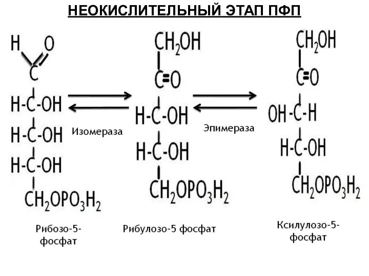 НЕОКИСЛИТЕЛЬНЫЙ ЭТАП ПФП