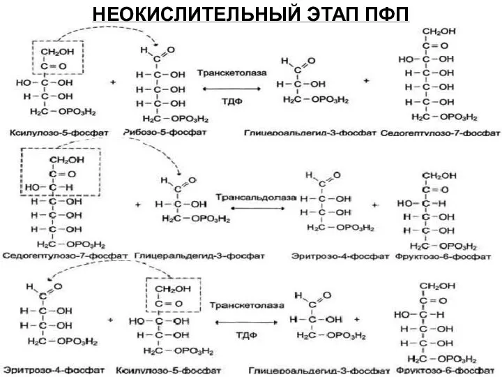 НЕОКИСЛИТЕЛЬНЫЙ ЭТАП ПФП