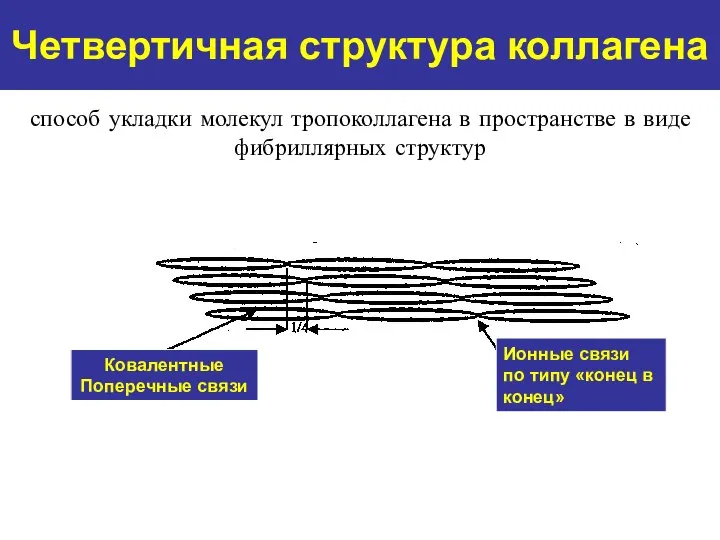 Четвертичная структура коллагена Ковалентные Поперечные связи Ионные связи по типу «конец