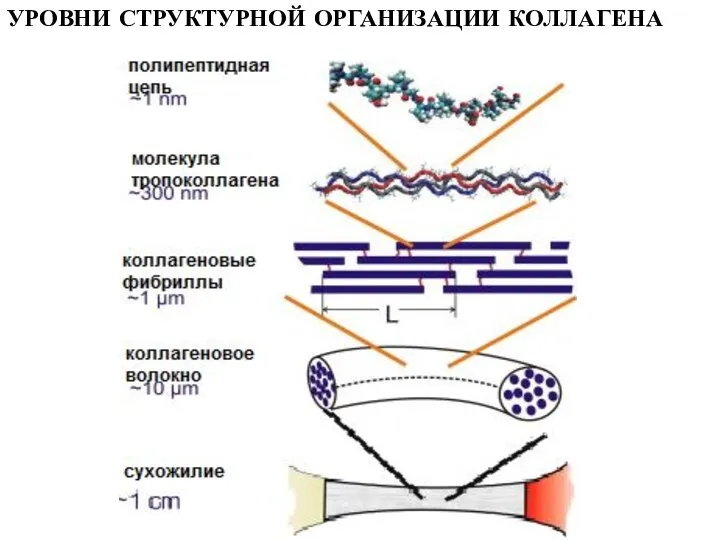 УРОВНИ СТРУКТУРНОЙ ОРГАНИЗАЦИИ КОЛЛАГЕНА