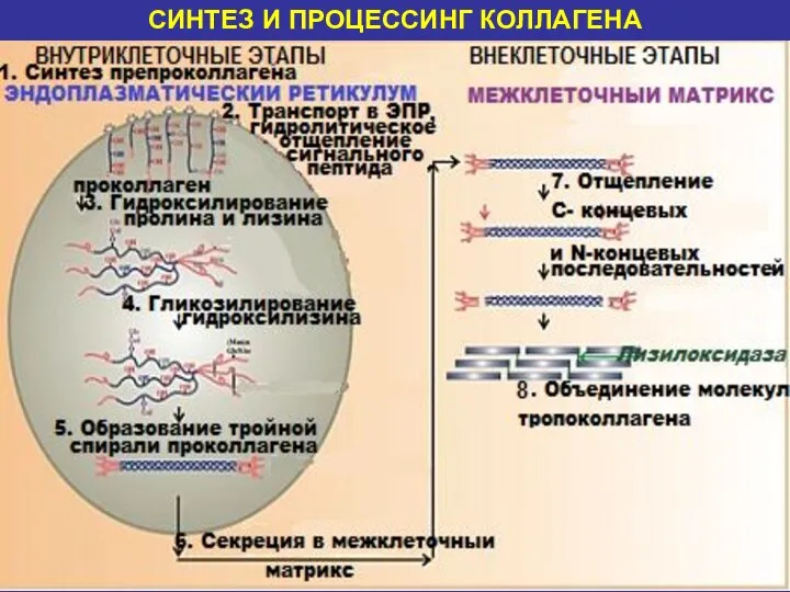 СИНТЕЗ И ПРОЦЕССИНГ КОЛЛАГЕНА