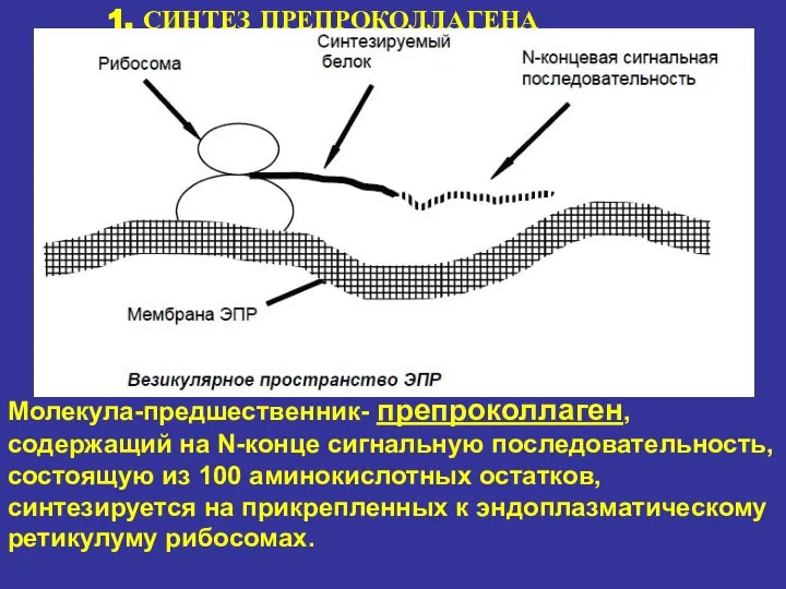 1. СИНТЕЗ ПРЕПРОКОЛЛАГЕНА Молекула-предшественник- препроколлаген, содержащий на N-конце сигнальную последовательность, состоящую