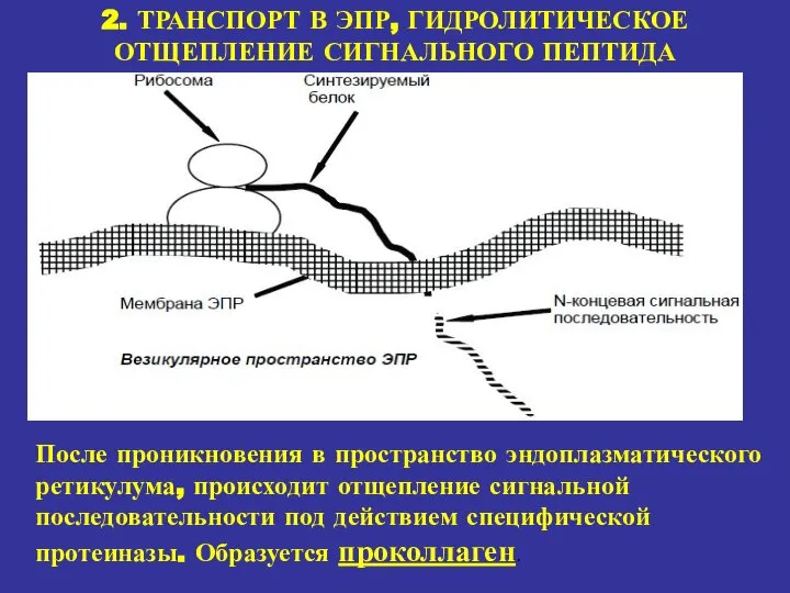 2. ТРАНСПОРТ В ЭПР, ГИДРОЛИТИЧЕСКОЕ ОТЩЕПЛЕНИЕ СИГНАЛЬНОГО ПЕПТИДА После проникновения в