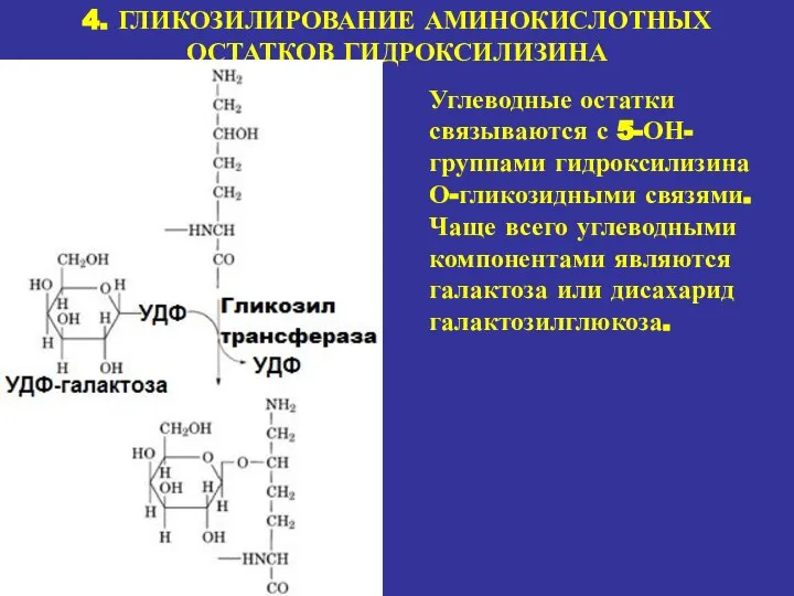 4. ГЛИКОЗИЛИРОВАНИЕ АМИНОКИСЛОТНЫХ ОСТАТКОВ ГИДРОКСИЛИЗИНА Углеводные остатки связываются с 5-ОН-группами гидроксилизина