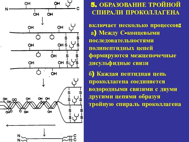 5. ОБРАЗОВАНИЕ ТРОЙНОЙ СПИРАЛИ ПРОКОЛЛАГЕНА включает несколько процессов: а) Между С-концевыми