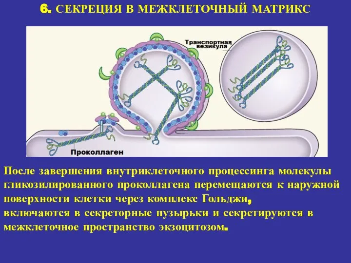 6. СЕКРЕЦИЯ В МЕЖКЛЕТОЧНЫЙ МАТРИКС После завершения внутриклеточного процессинга молекулы гликозилированного