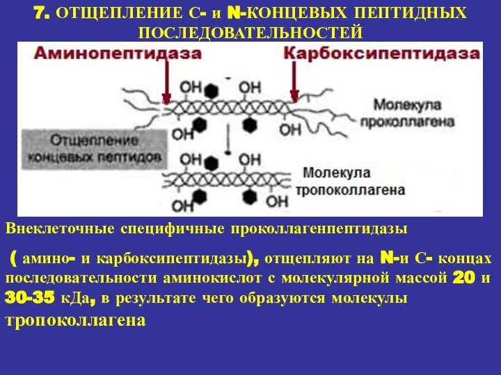 7. ОТЩЕПЛЕНИЕ С- и N-КОНЦЕВЫХ ПЕПТИДНЫХ ПОСЛЕДОВАТЕЛЬНОСТЕЙ Внеклеточные специфичные проколлагенпептидазы (