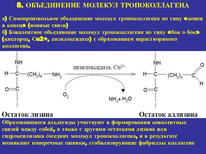 8. ОБЪЕДИНЕНИЕ МОЛЕКУЛ ТРОПОКОЛЛАГЕНА а) Самопроизвольное объединение молекул тропоколлагена по типу