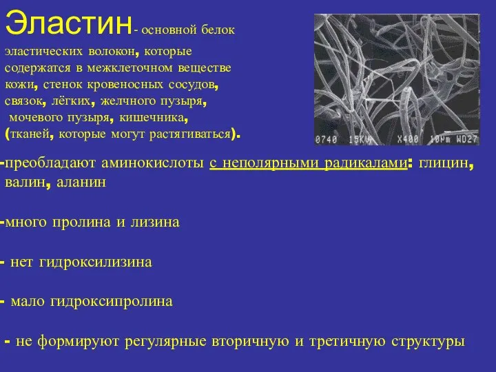 Эластин- основной белок эластических волокон, которые содержатся в межклеточном веществе кожи,