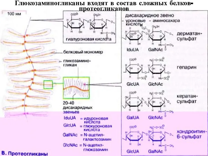 Глюкозаминогликаны входят в состав сложных белков- протеогликанов