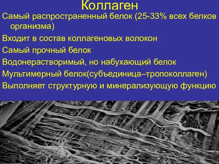 Коллаген Самый распространенный белок (25-33% всех белков организма) Входит в состав