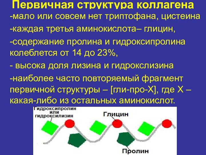 Первичная структура коллагена -мало или совсем нет триптофана, цистеина -каждая третья