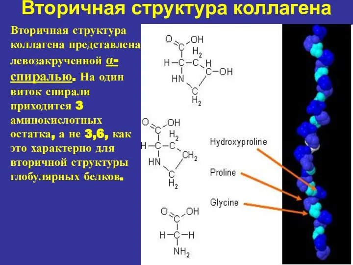 Вторичная структура коллагена Вторичная структура коллагена представлена левозакрученной α-спиралью. На один