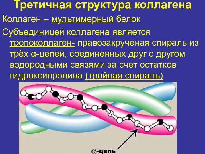 Третичная структура коллагена Коллаген – мультимерный белок Субъединицей коллагена является тропоколлаген-