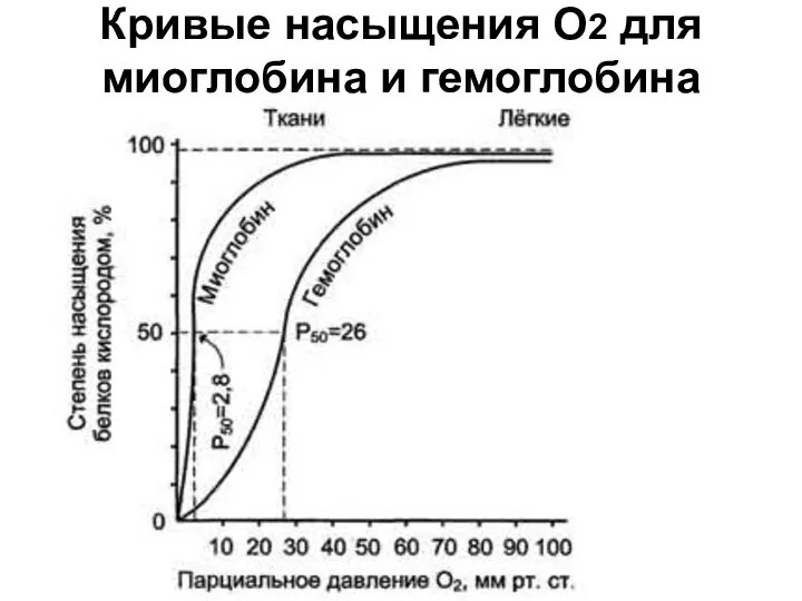 Кривые насыщения О2 для миоглобина и гемоглобина